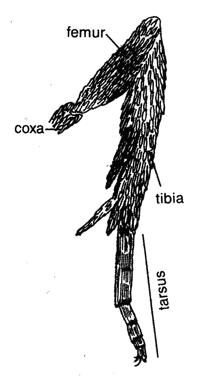 Hindleg of tortricid moth.